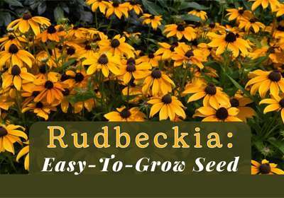 how to grow rudbeckia from seed