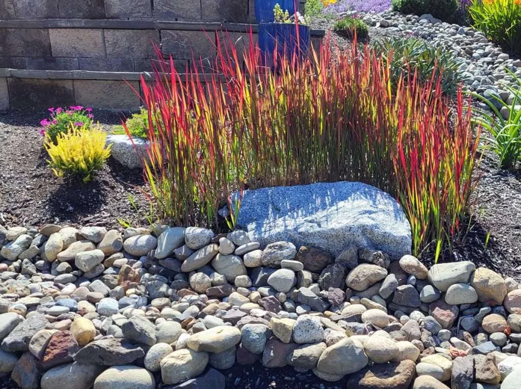 Best Plants For A Rock Garden Seeded Garden   BloodGrass MS 1 1024x765 