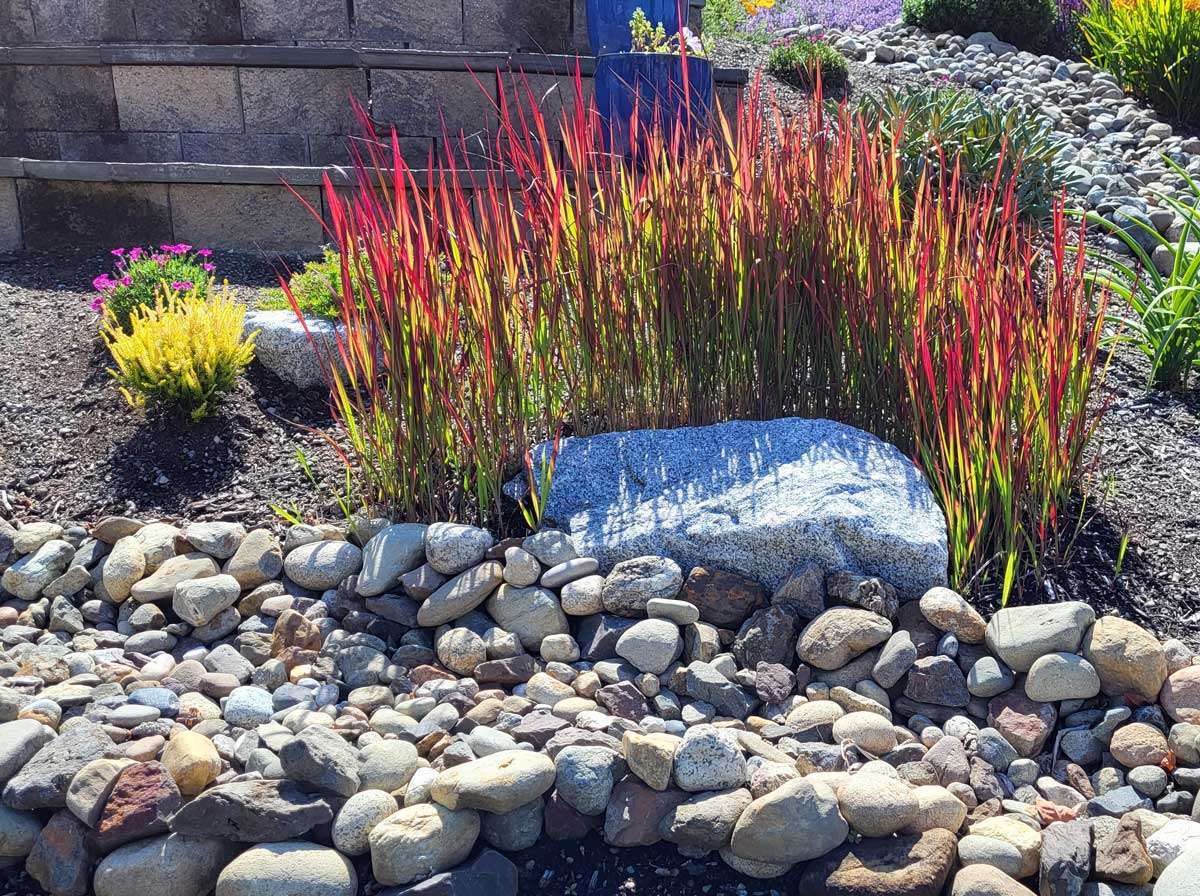 Best Plants for a Rock Garden – Seeded Garden