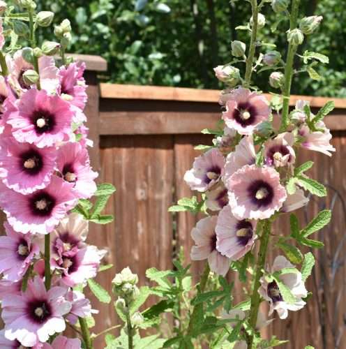 How To Grow Hollyhocks From Seed For Beautiful Blossoms